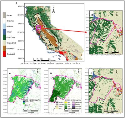 Hotter Drought Escalates Tree Cover Declines in Blue Oak Woodlands of California